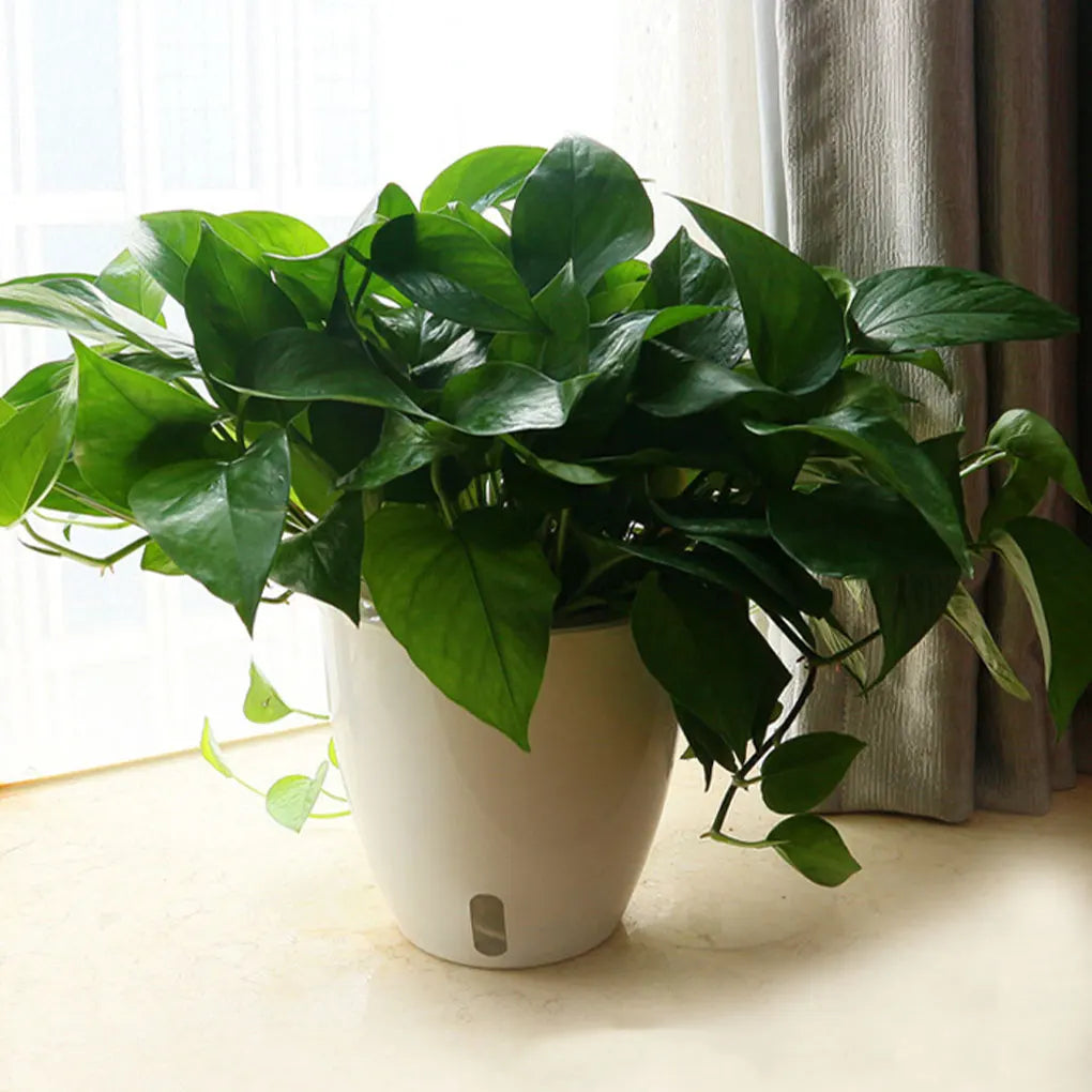Self-Watering Flower Pot