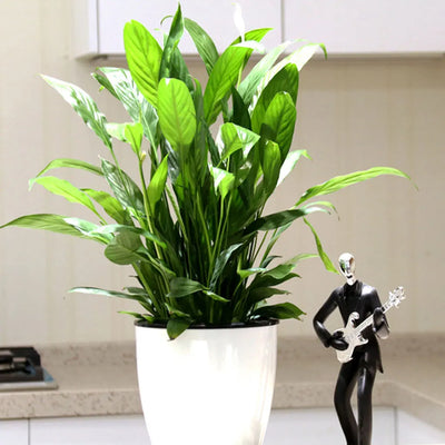Self-Watering Flower Pot